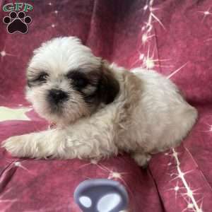 Johnny, Shih Tzu Puppy