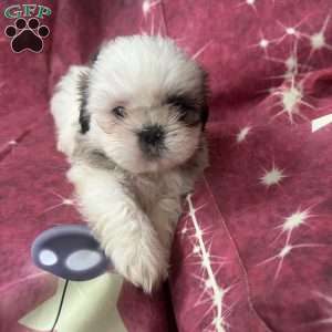 Snoopy, Shih Tzu Puppy