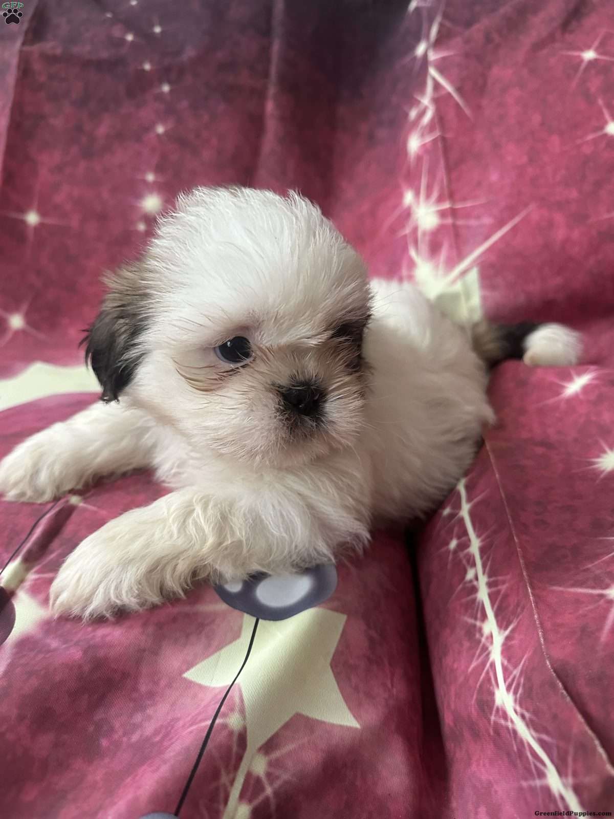 Snoopy (Shih Tzu, Male) in Philadelphia, PA