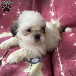 Snoopy, Shih Tzu Puppy