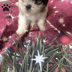 Snoopy, Shih Tzu Puppy