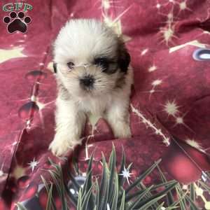 Snoopy, Shih Tzu Puppy