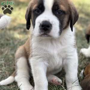 Rex, Saint Bernard Puppy