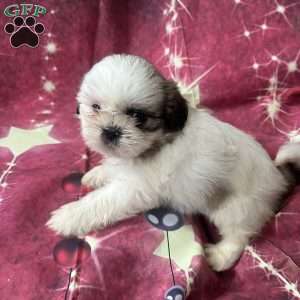 Snoopy, Shih Tzu Puppy