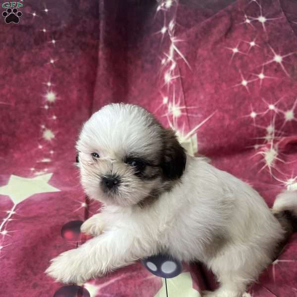 Snoopy, Shih Tzu Puppy