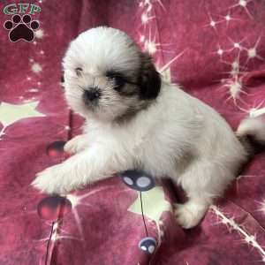 Snoopy, Shih Tzu Puppy