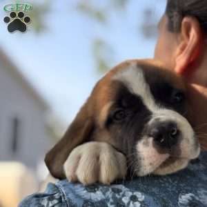 Tracker, Saint Bernard Puppy