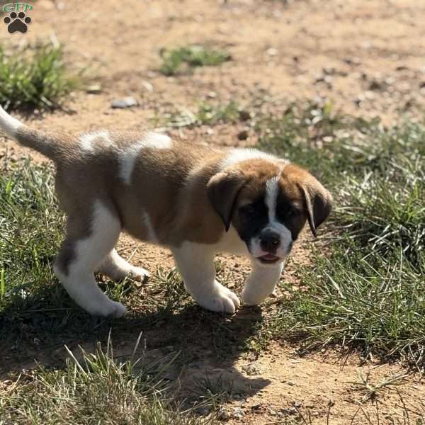 Tracker, Saint Bernard Puppy