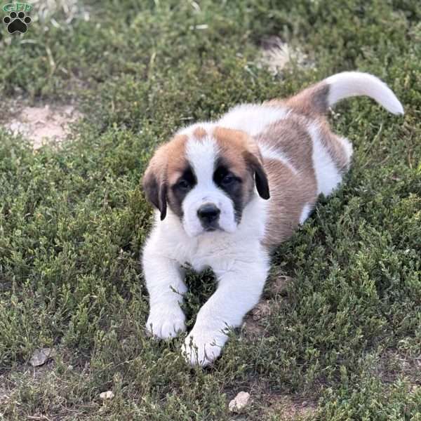 Ace, Saint Bernard Puppy