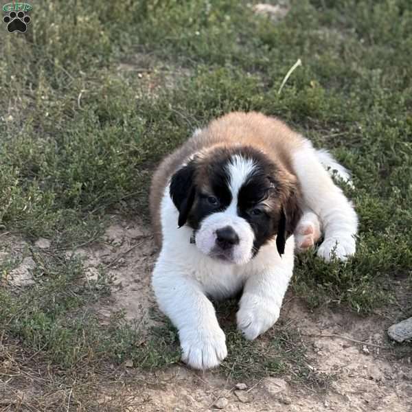 Liberty, Saint Bernard Puppy