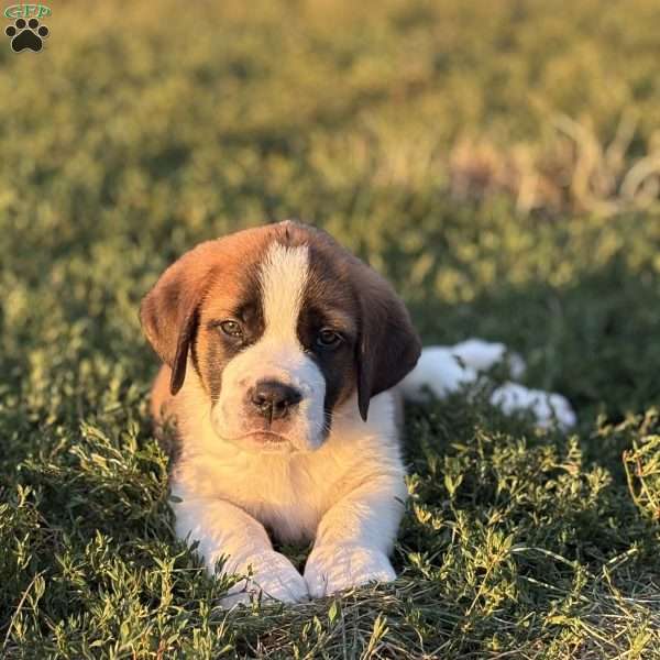 Rex, Saint Bernard Puppy