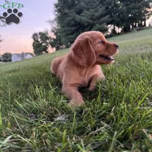 Charlie, Golden Retriever Puppy