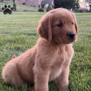 Charlie, Golden Retriever Puppy