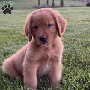 Charlie, Golden Retriever Puppy