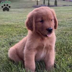 Charlie, Golden Retriever Puppy