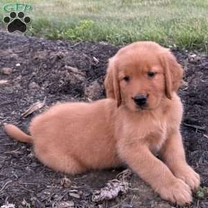 Charlie, Golden Retriever Puppy