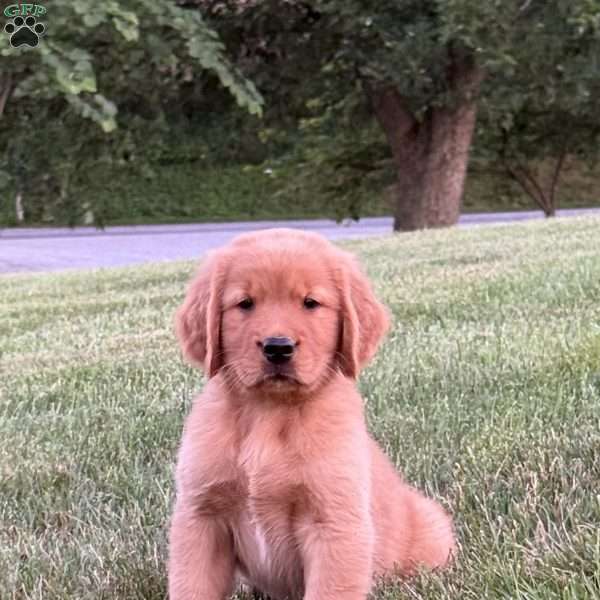 Charlie, Golden Retriever Puppy