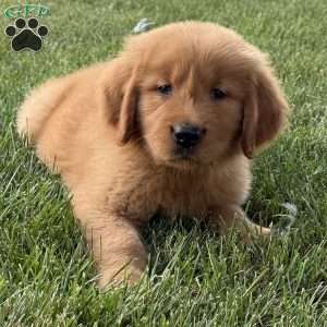 Max, Golden Retriever Puppy