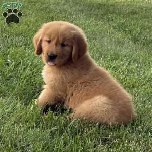Max, Golden Retriever Puppy