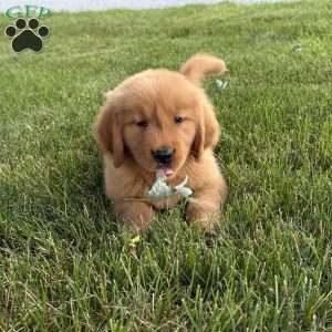 Max, Golden Retriever Puppy
