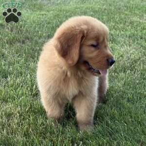 Max, Golden Retriever Puppy