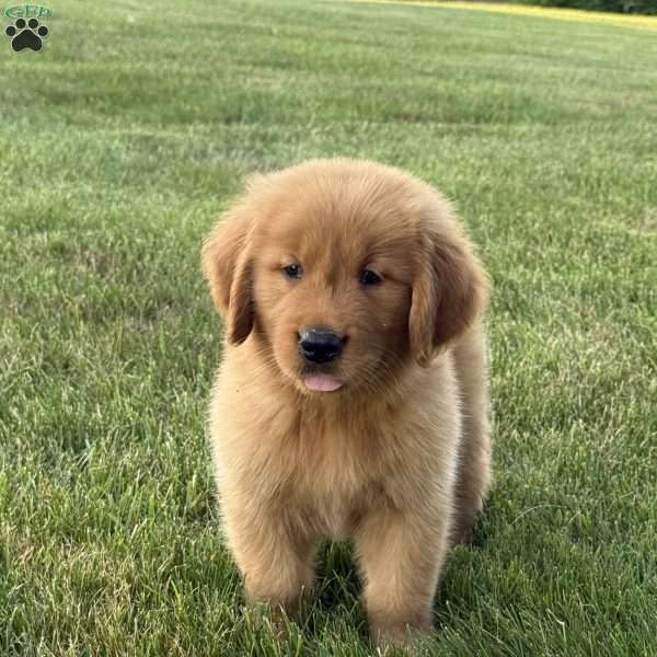 Max, Golden Retriever Puppy