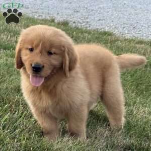 Max, Golden Retriever Puppy