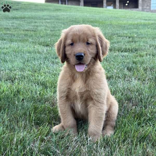 Rocco, Golden Retriever Puppy