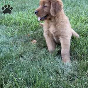 Rocco, Golden Retriever Puppy