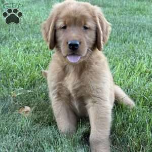 Rocco, Golden Retriever Puppy