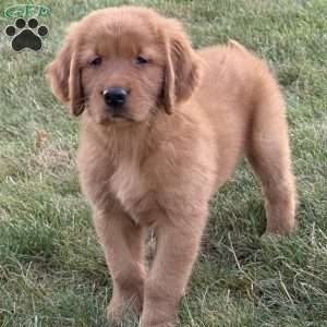 Rocco, Golden Retriever Puppy