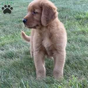 Rocco, Golden Retriever Puppy