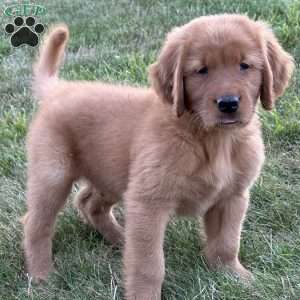Rocco, Golden Retriever Puppy