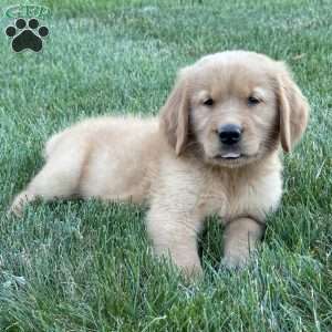 Cooper, Golden Retriever Puppy