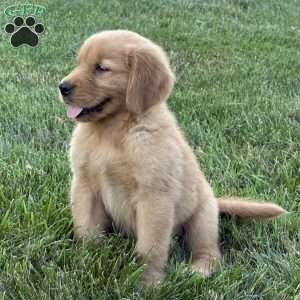 Cooper, Golden Retriever Puppy