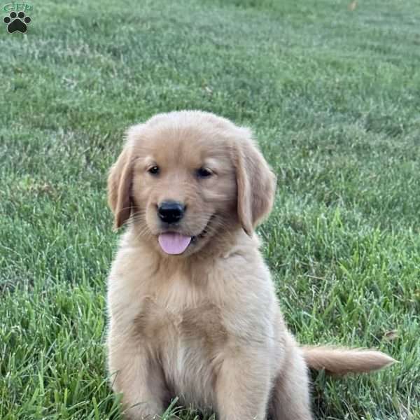 Cooper, Golden Retriever Puppy