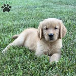 Cooper, Golden Retriever Puppy