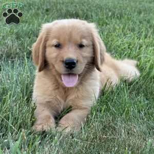 Cooper, Golden Retriever Puppy