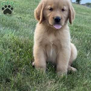 Cooper, Golden Retriever Puppy