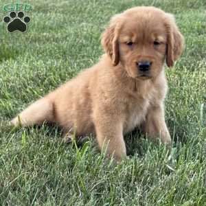 Lilly, Golden Retriever Puppy