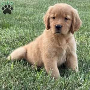 Lilly, Golden Retriever Puppy