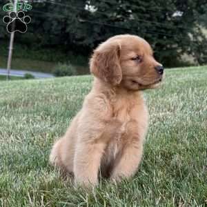 Lilly, Golden Retriever Puppy