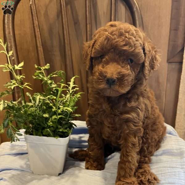 Jax, Toy Poodle Puppy