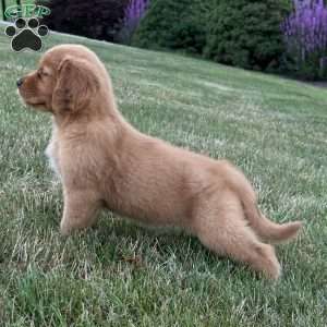 Lilly, Golden Retriever Puppy