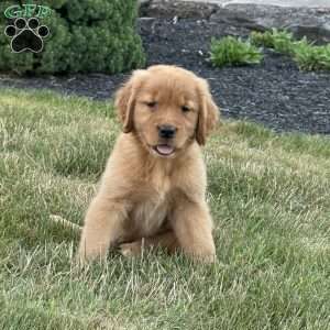 Lilly, Golden Retriever Puppy