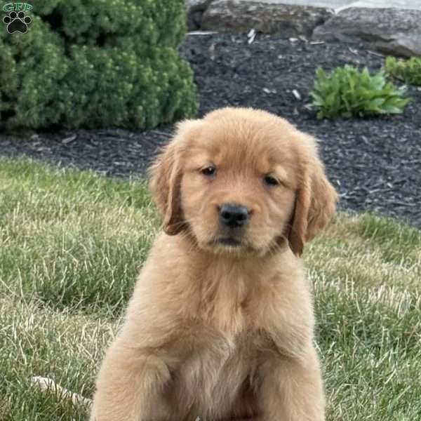 Lilly, Golden Retriever Puppy