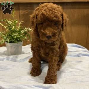 Jax, Toy Poodle Puppy
