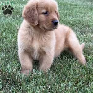 Milo, Golden Retriever Puppy