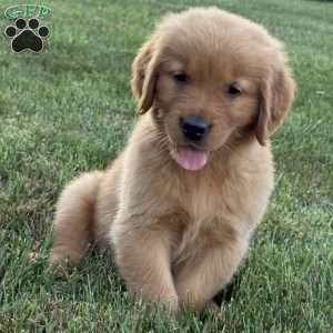 Milo, Golden Retriever Puppy