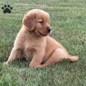Milo, Golden Retriever Puppy